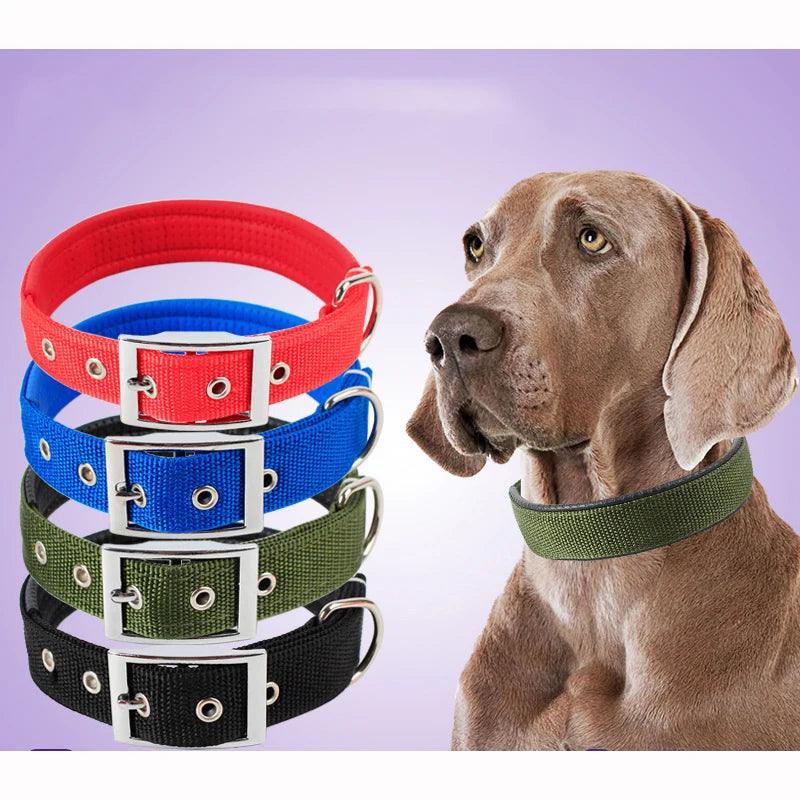 Collier basique en nylon pour chien