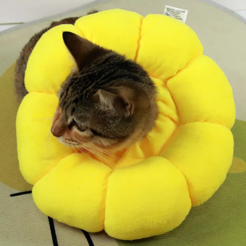 Collerette de protection anti-léchage pour chat