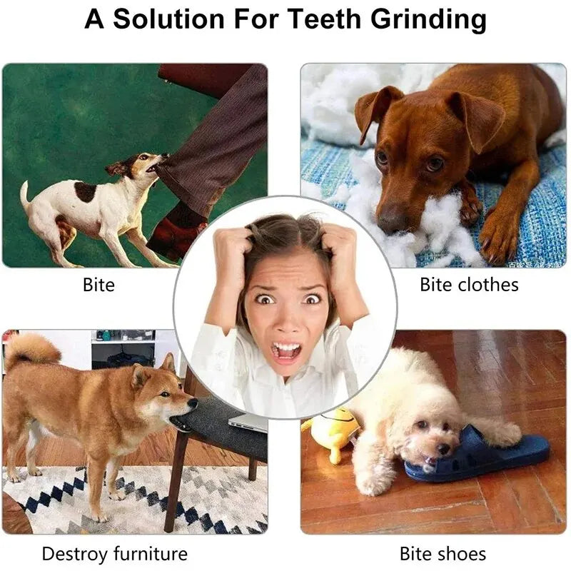 Balle à mâcher et nettoyage dentaire pour chien