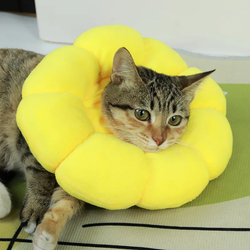 Collerette de protection anti-léchage pour chat