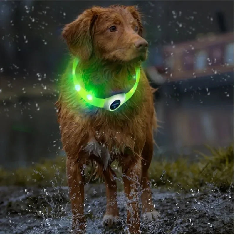 Collier lumineux LED rechargeable pour chien