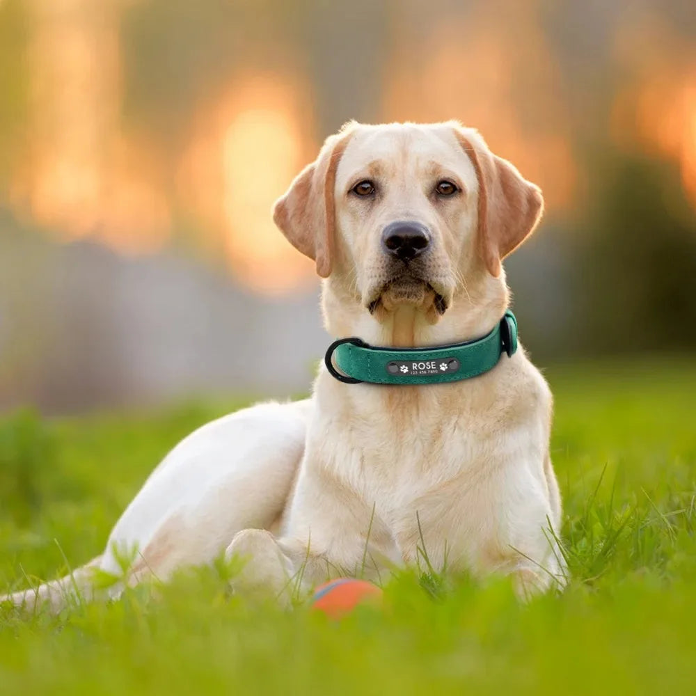 Collier en cuir personnalisé gravé pour chien
