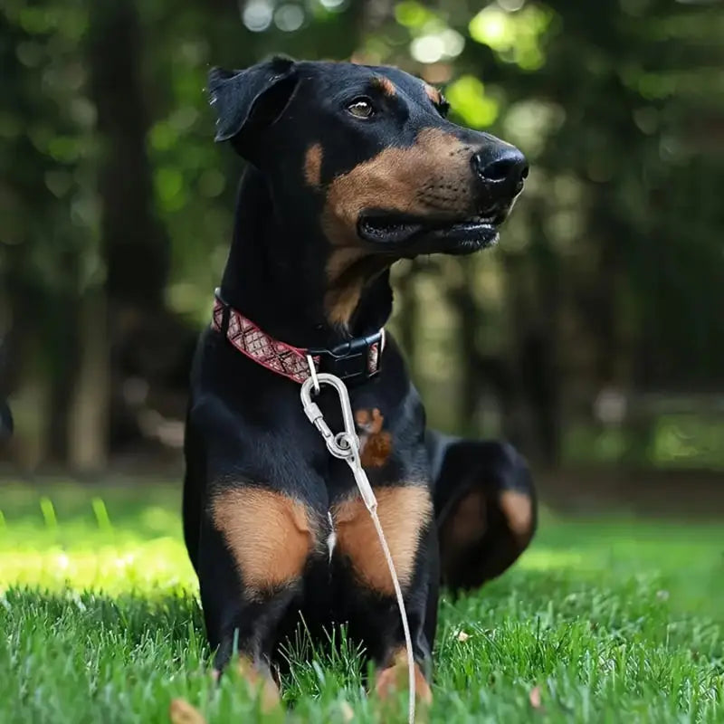 Câble d'attache extérieur en acier inoxydable pour chien