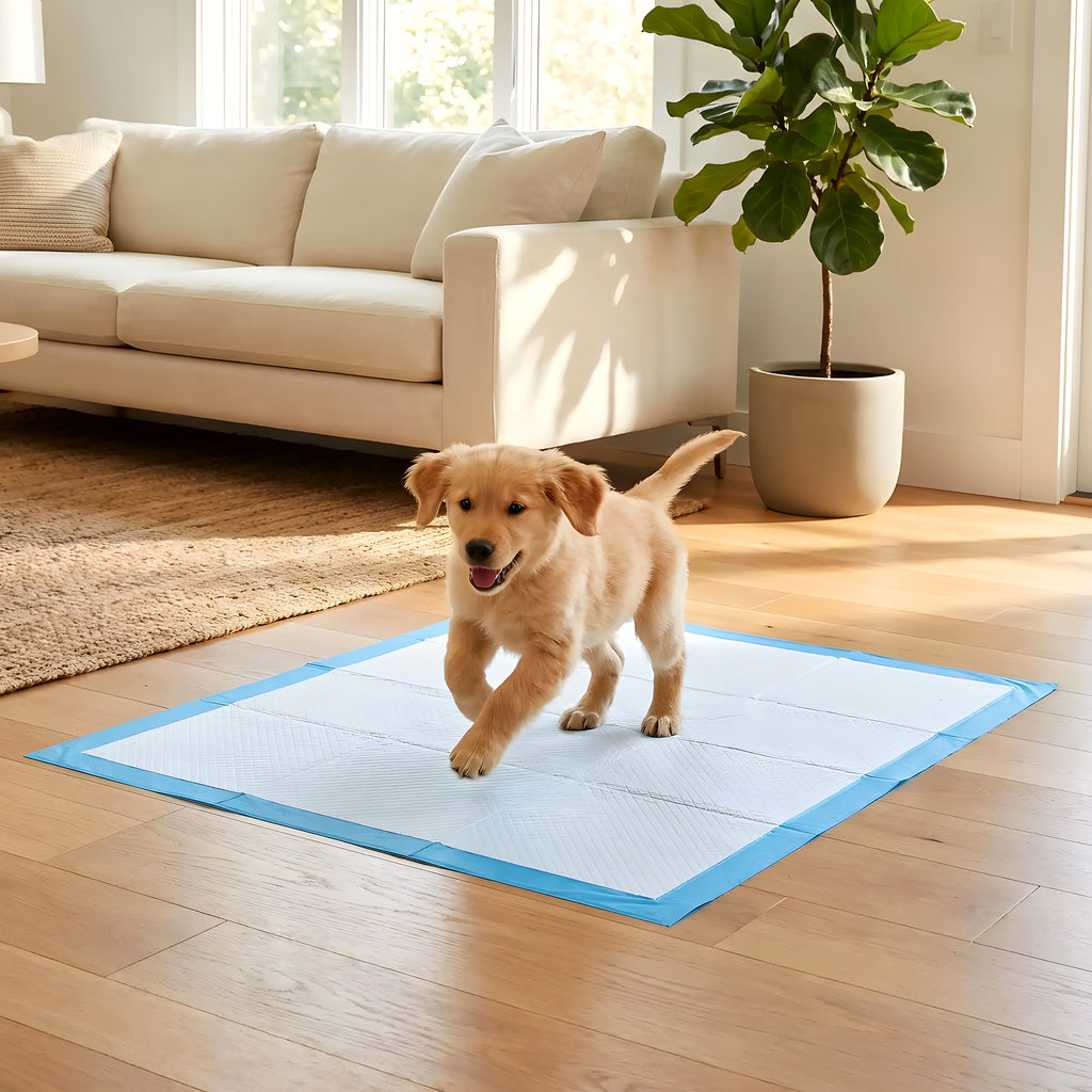 Alèses jetables ultra-absorbantes pour chien