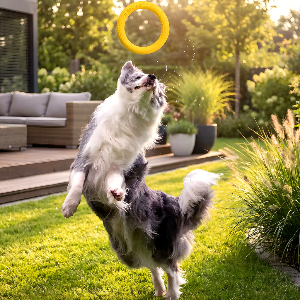 Anneau interactif en mousse EVA pour chien, 2 tailles