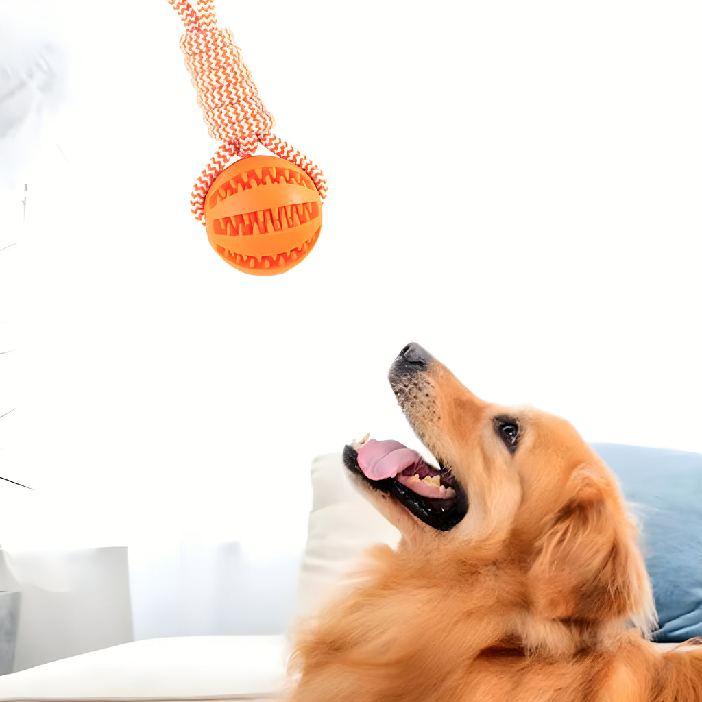 Balle à friandises avec corde pour chien moyen