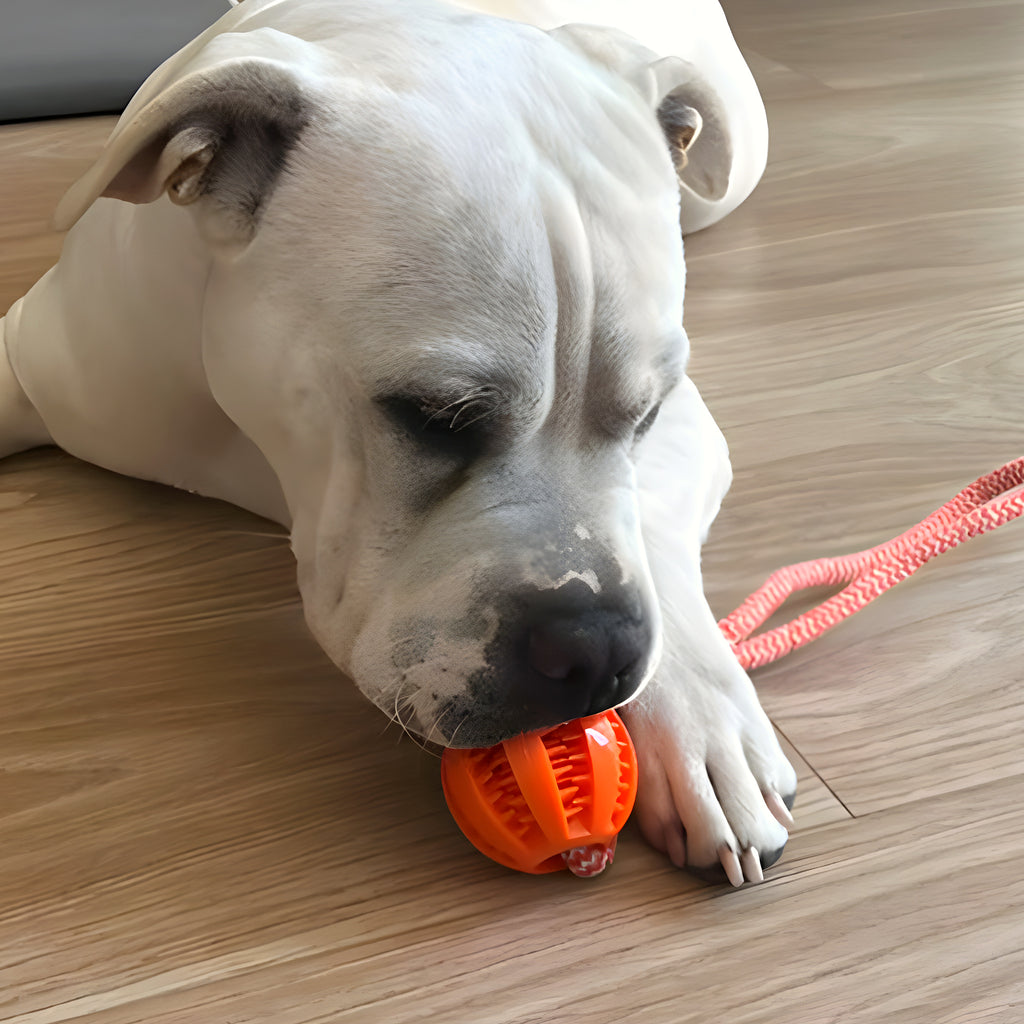 Balle à friandises avec corde pour chien moyen