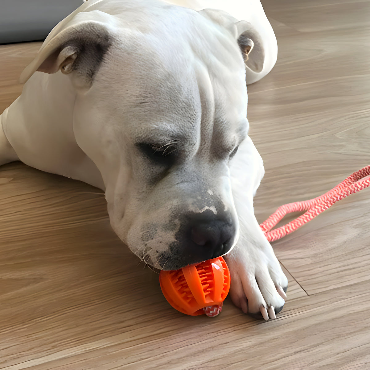 Balle à friandises avec corde pour chien moyen