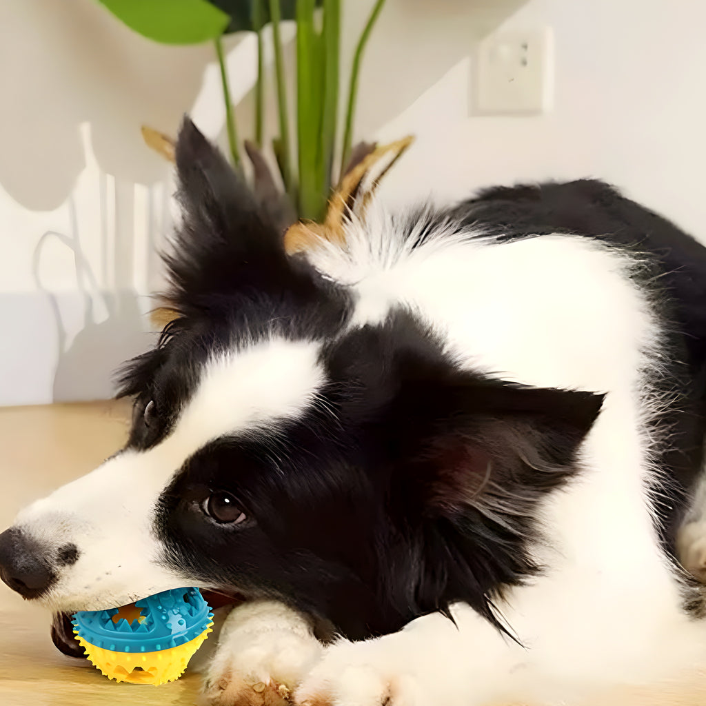Balle bicolore interactive pour chien