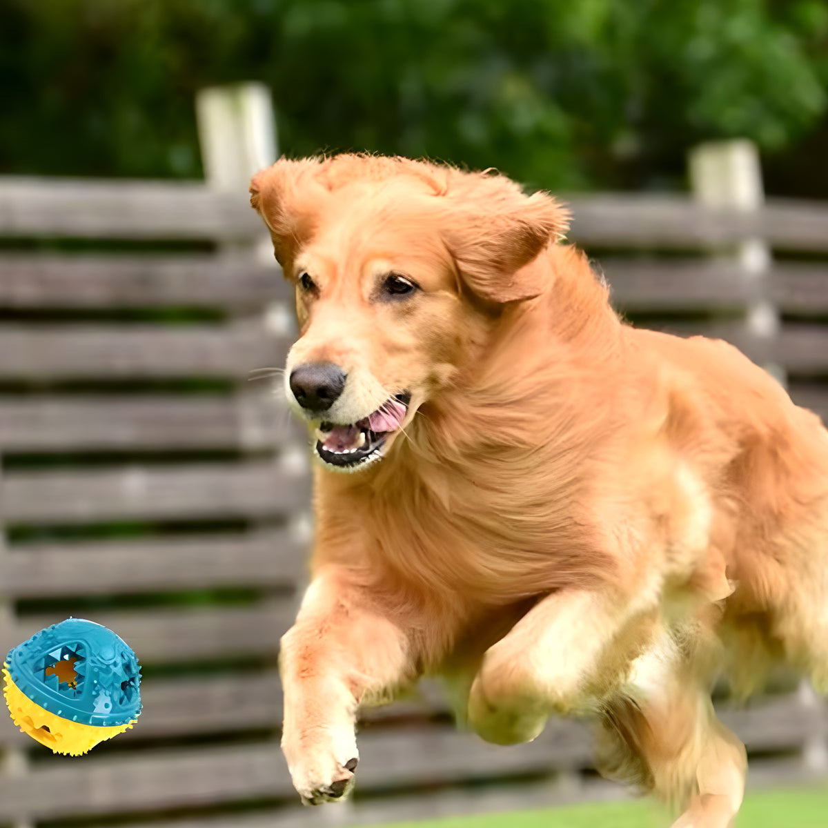 Balle bicolore interactive pour chien
