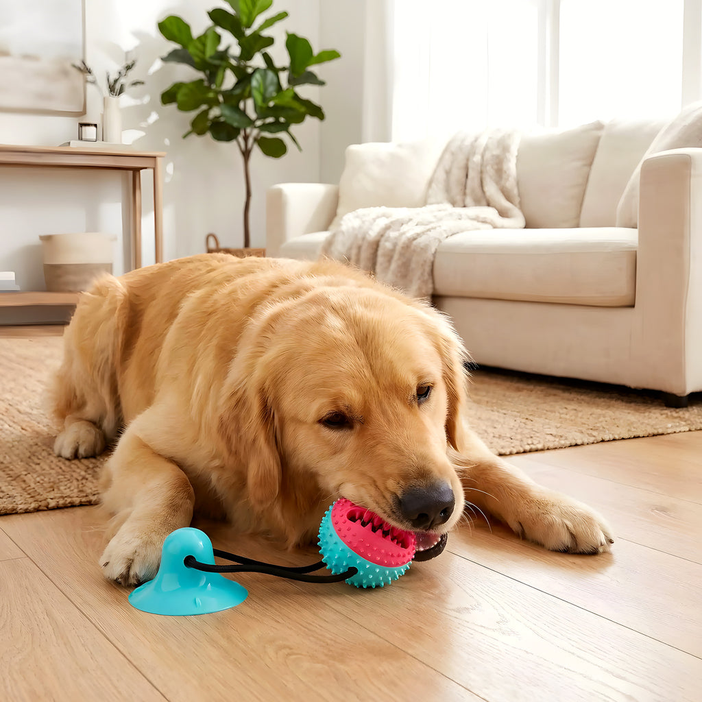 Balle de traction avec ventouse pour chien