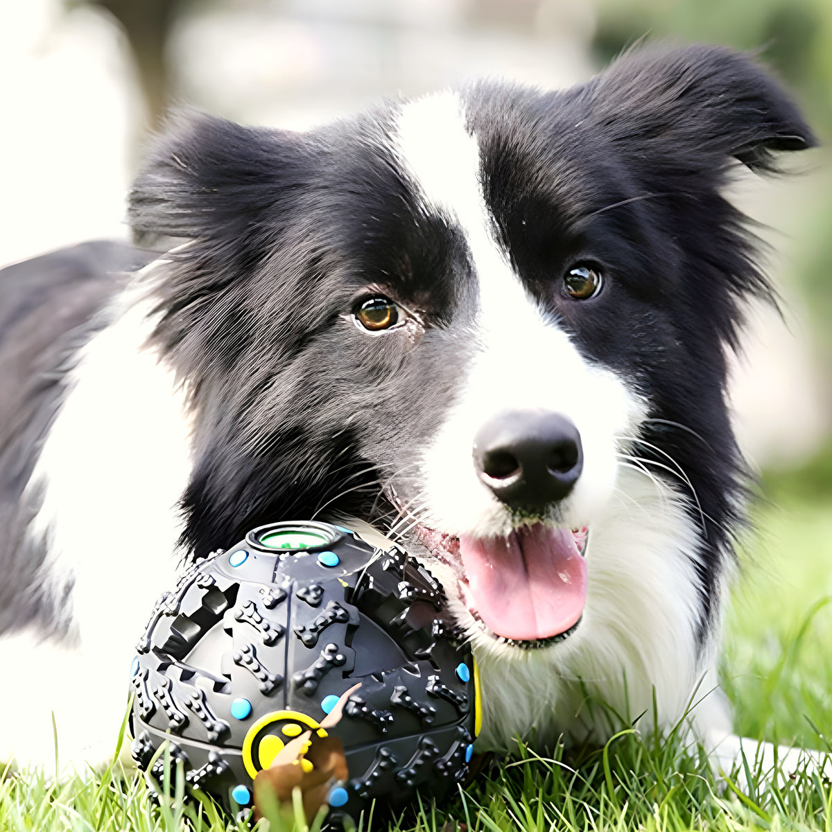 Balle distributrice de croquettes en TPR noire pour chien