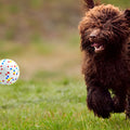 Balle indestructible en ETPU pour chien moyen et grand