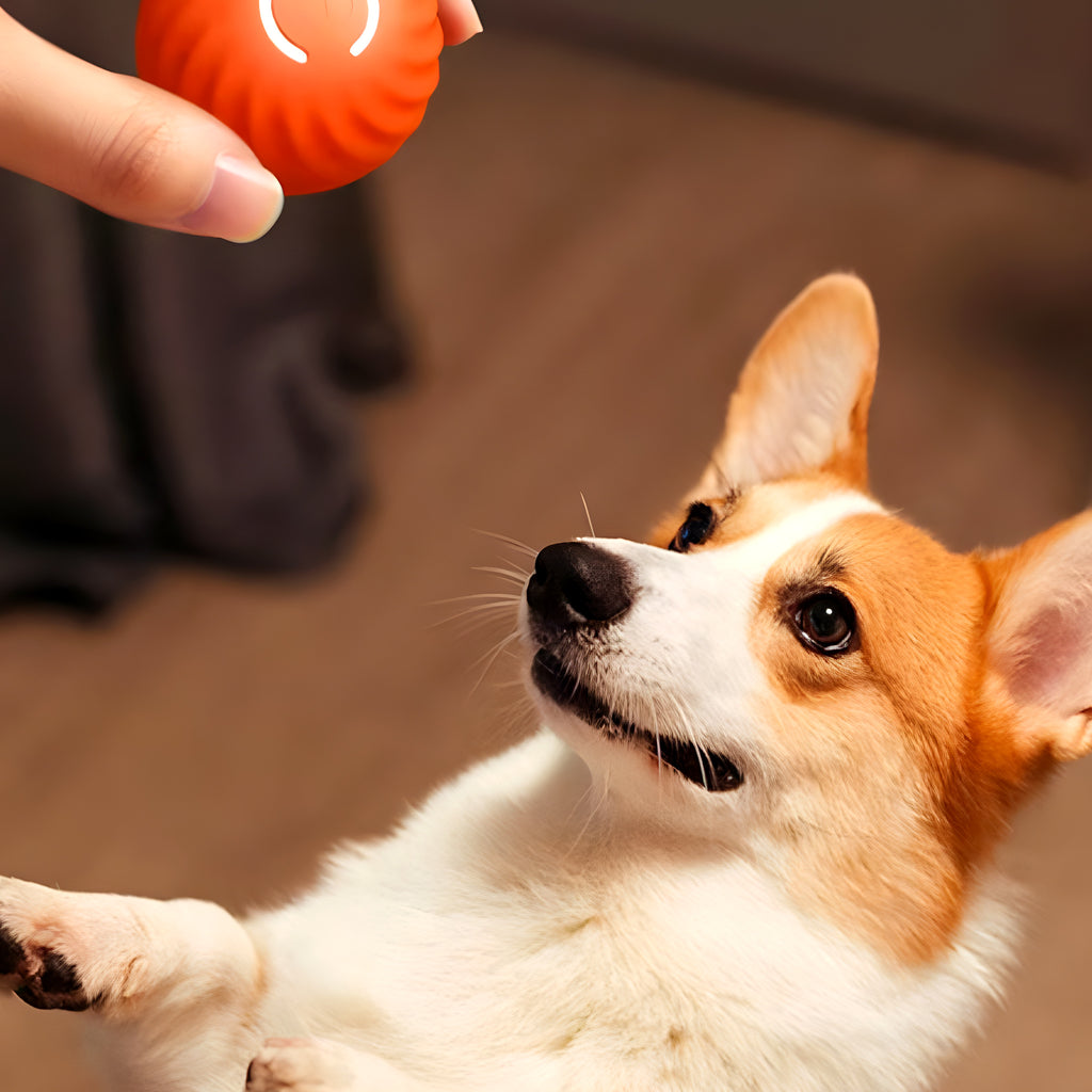 Balle interactive rechargeable lumineuse pour chien