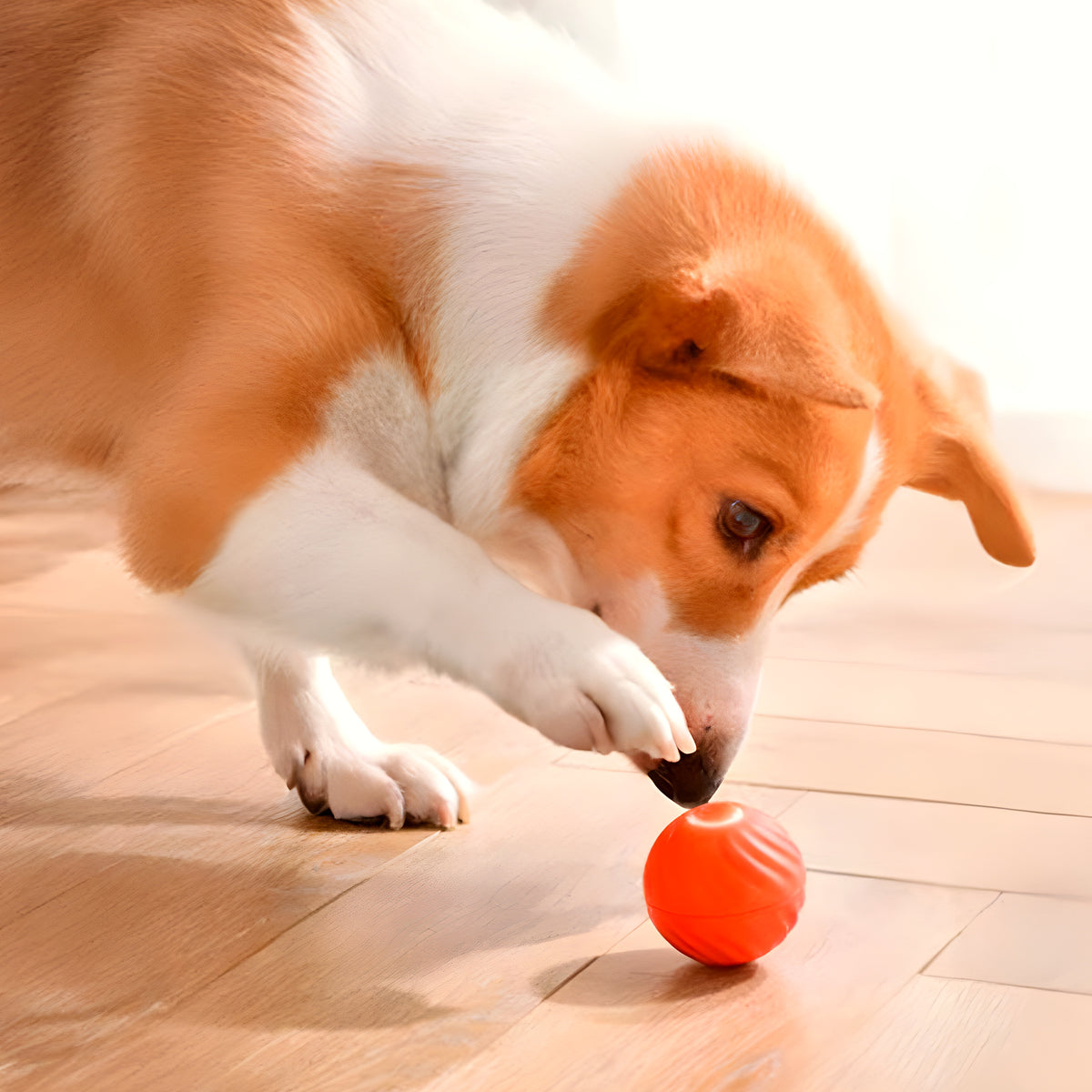 Balle interactive rechargeable lumineuse pour chien