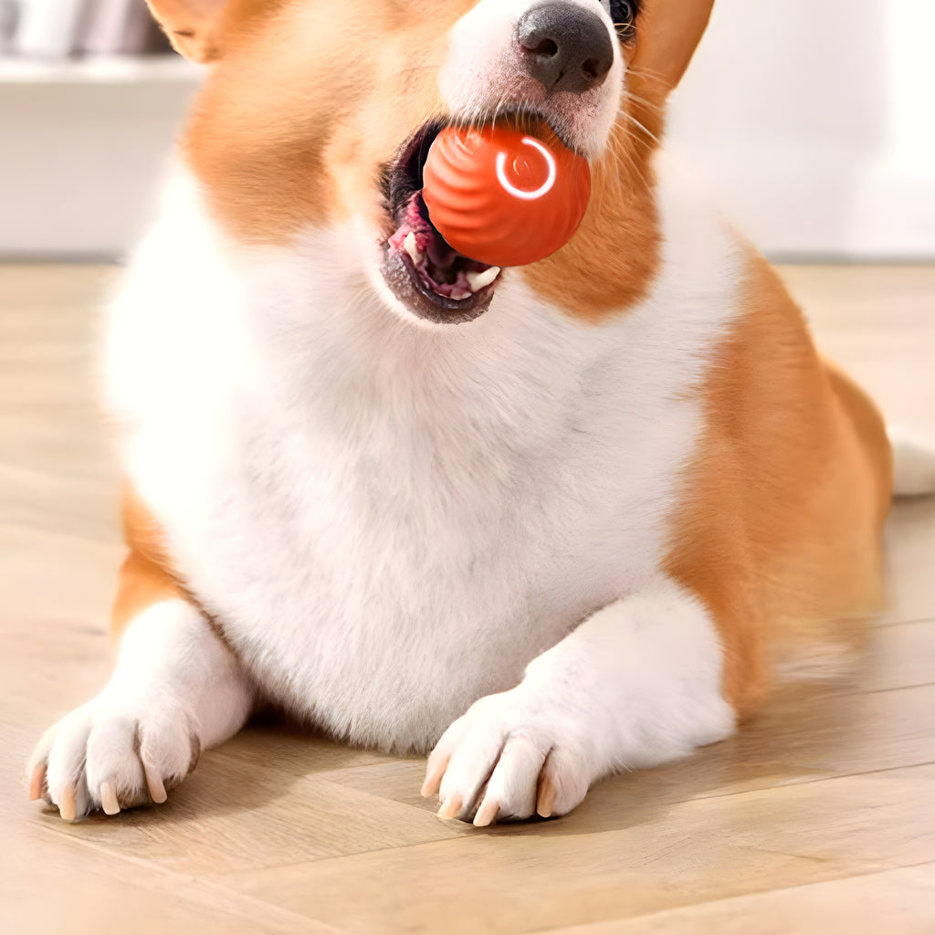 Balle interactive rechargeable lumineuse pour chien