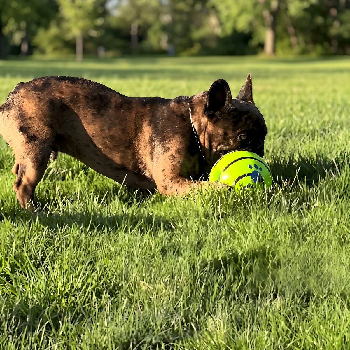 Balle sonore anti-stress pour chien, 3 tailles