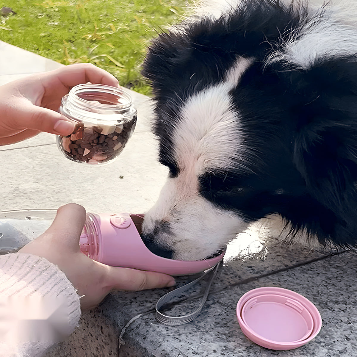 Bouteille d'eau filtrante antifuite pour chien