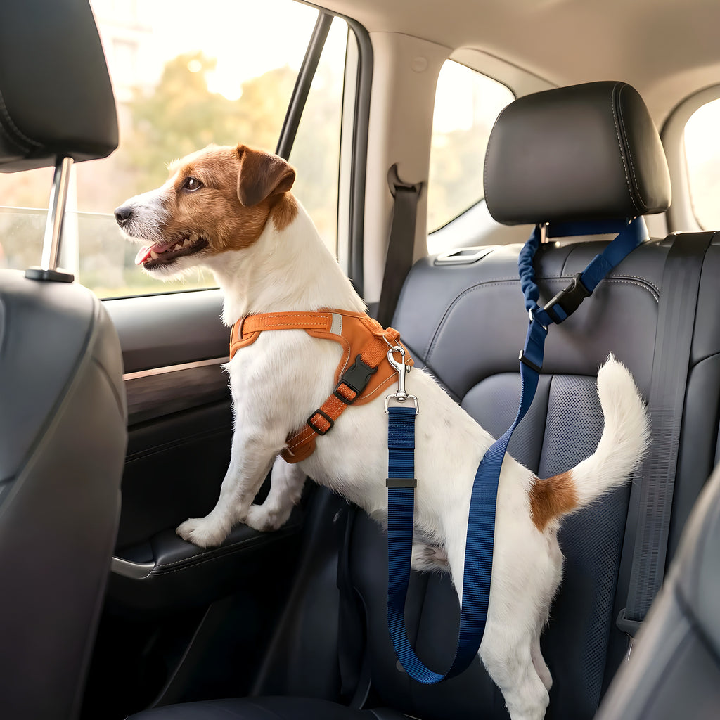 Ceinture de sécurité et laisse extensible 2-en-1 pour chien