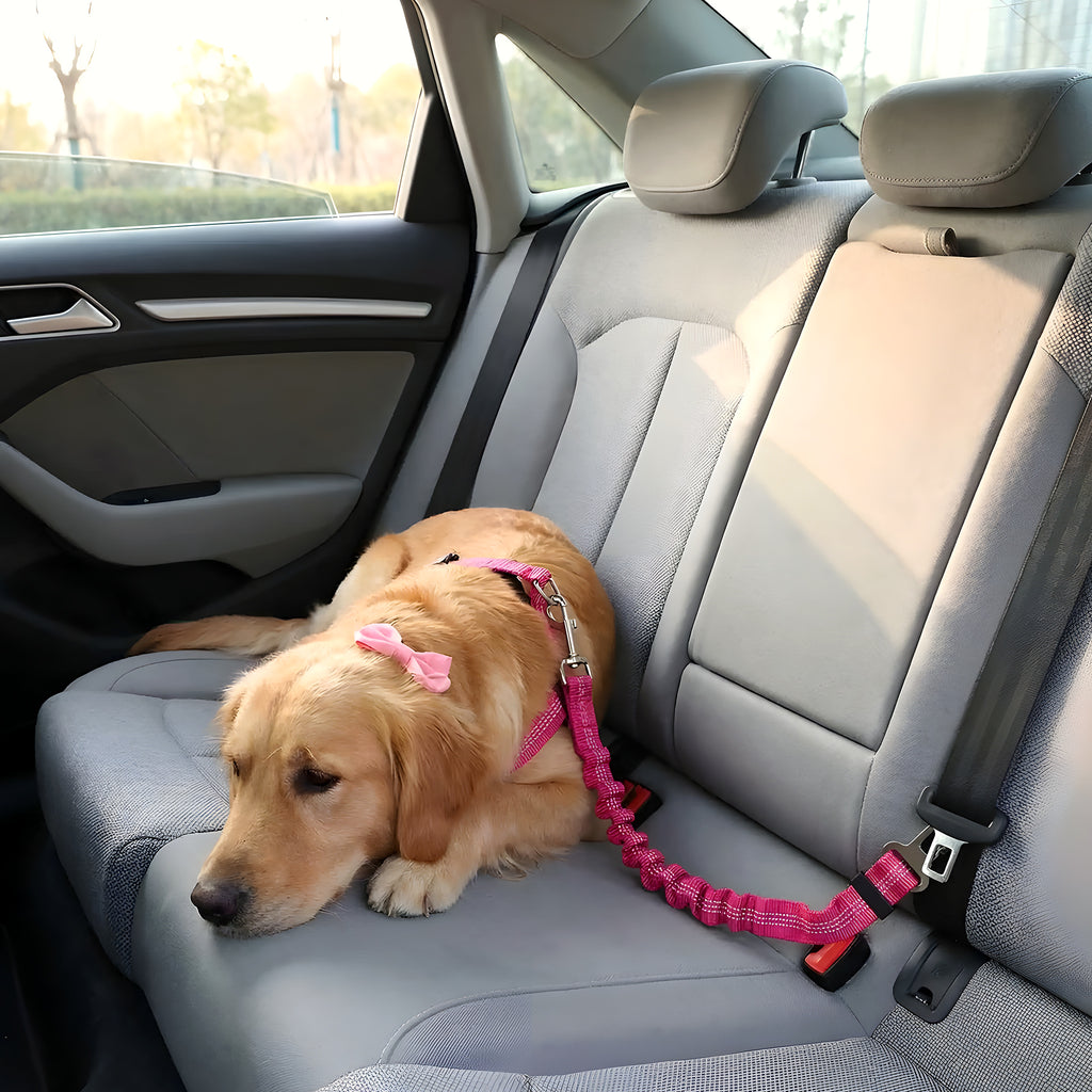 Ceinture de sécurité pour chien avec mousqueton pivotant