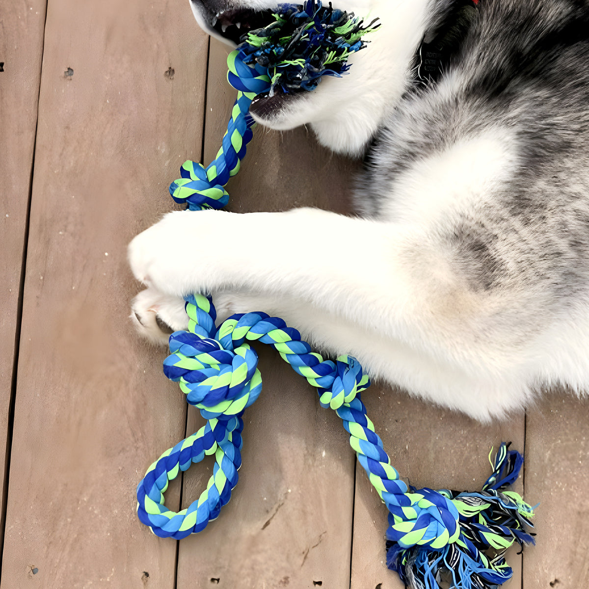 Corde à nœuds en coton pour chien, à l'unité ou par 2