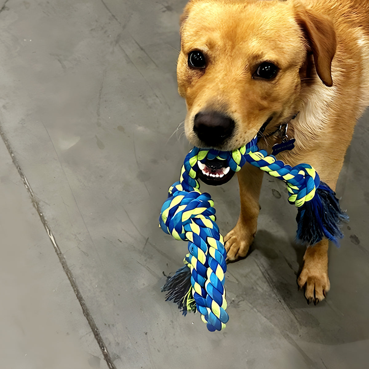 Corde à nœuds en coton pour chien, à l'unité ou par 2