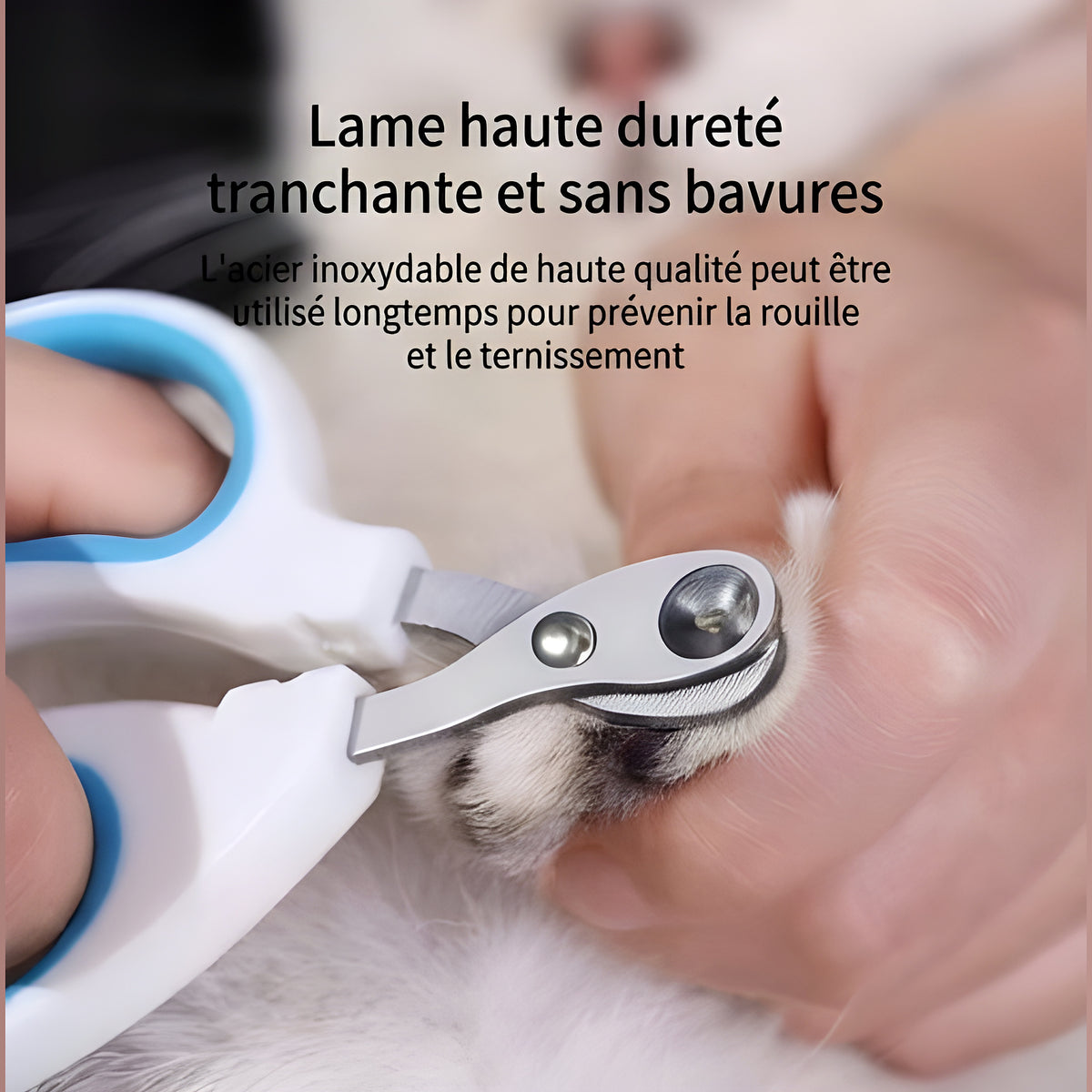 Coupe-griffes pour chaton