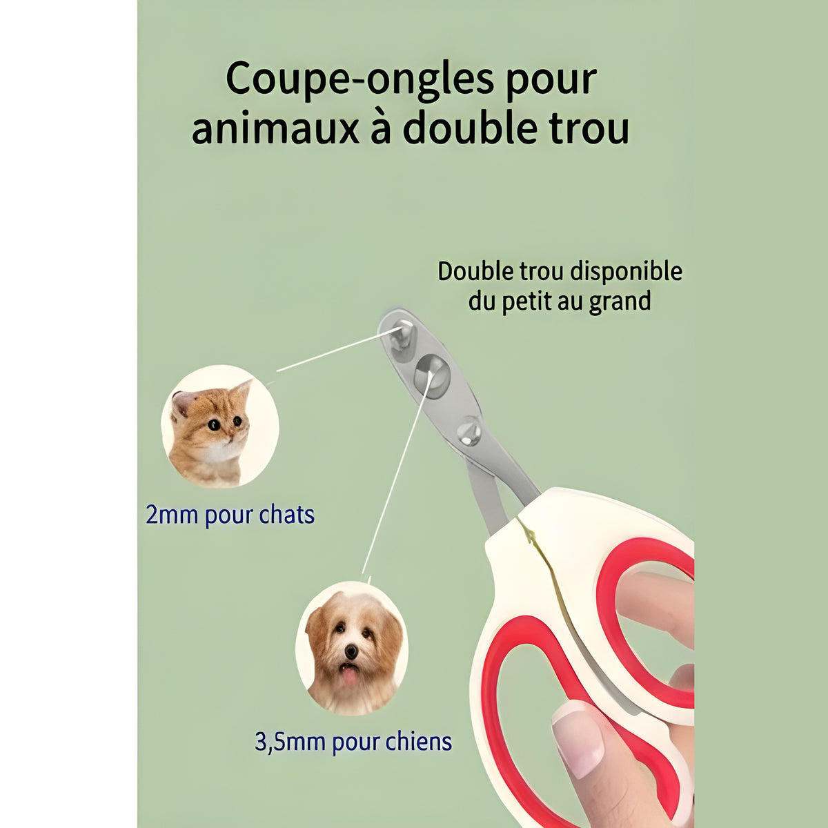 Coupe-griffes pour chaton