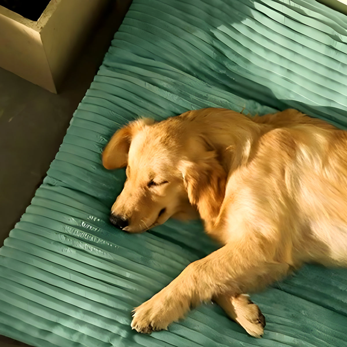 Coussin déhoussable en velours côtelé pour chien, M à XXL