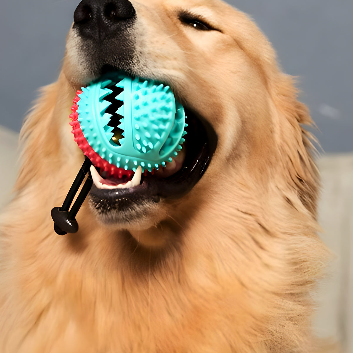 Distributeur de croquettes en caoutchouc naturel pour chien