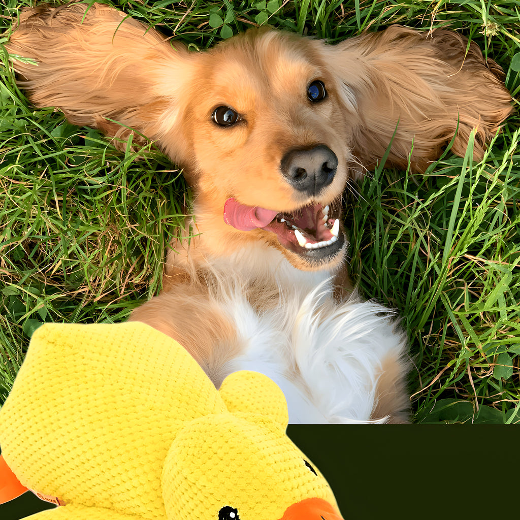 Doudou canard en polaire pour chien, 3 tailles