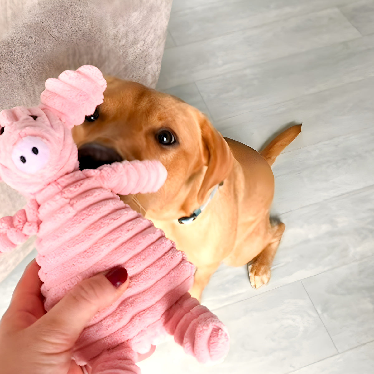 Doudou en velours côtelé qui couine pour chien, 5 animaux