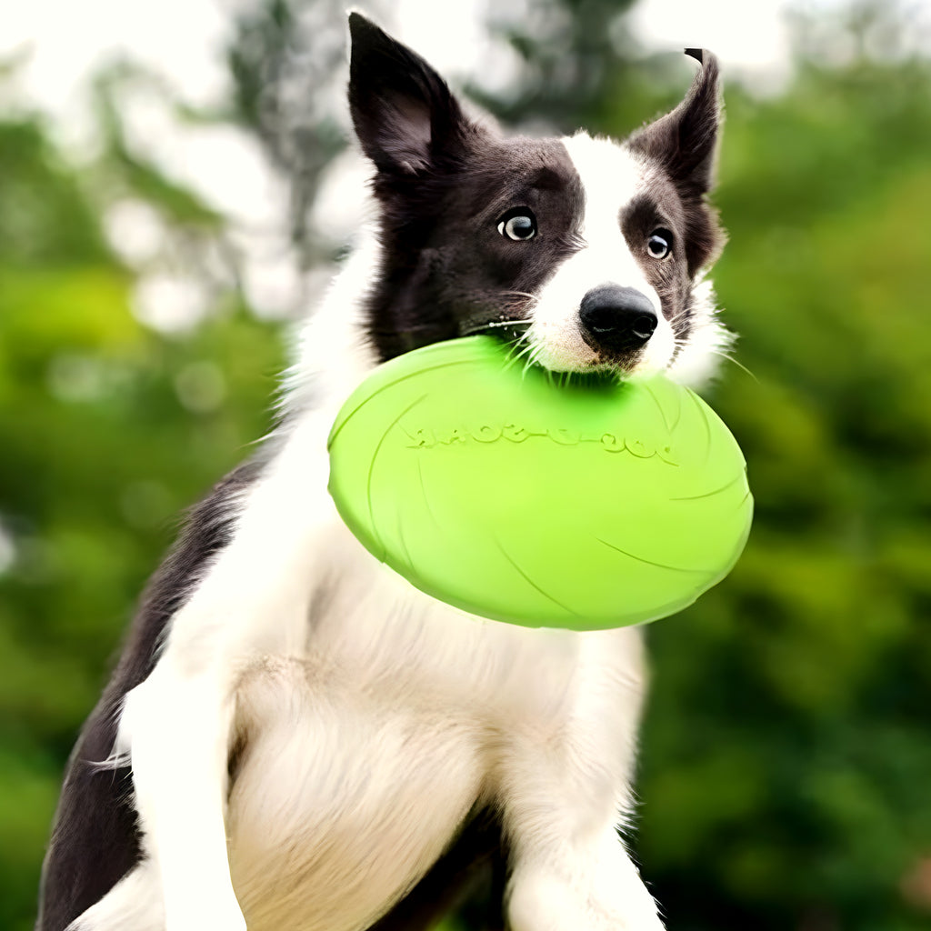 Frisbee en caoutchouc naturel pour chien, S à L