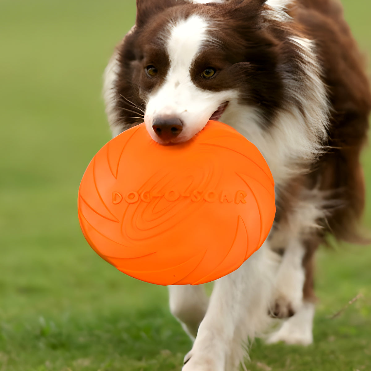 Frisbee en caoutchouc naturel pour chien, S à L