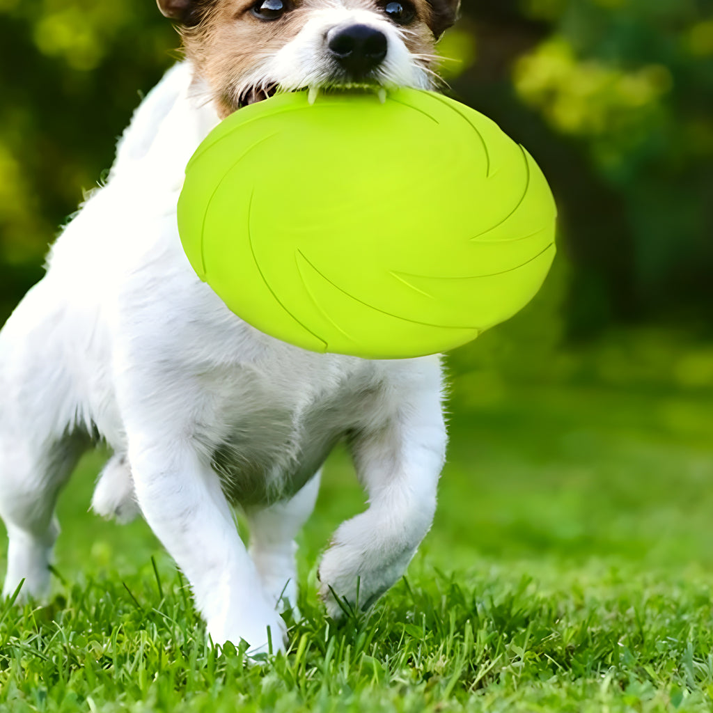 Frisbee en caoutchouc naturel pour chien, S à L
