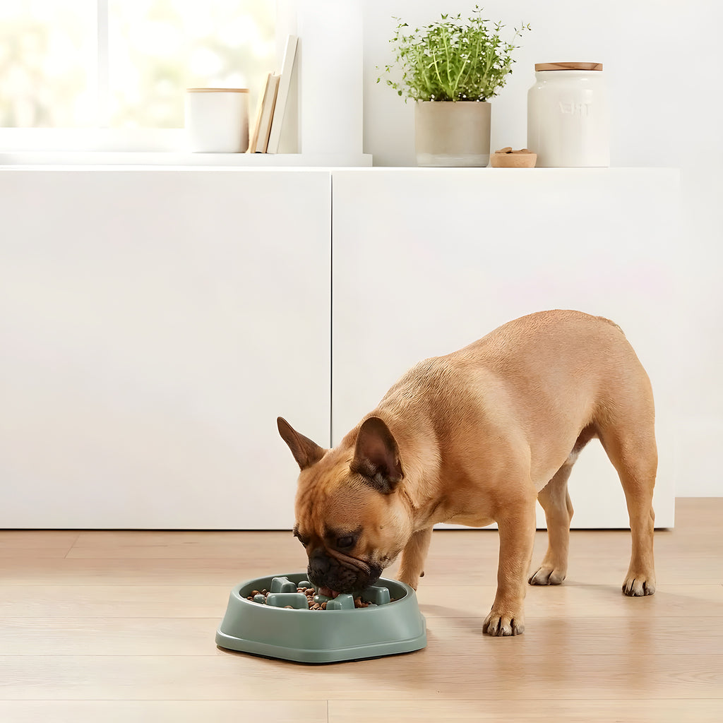 Gamelle anti-glouton antidérapante pour chien, 4 coloris