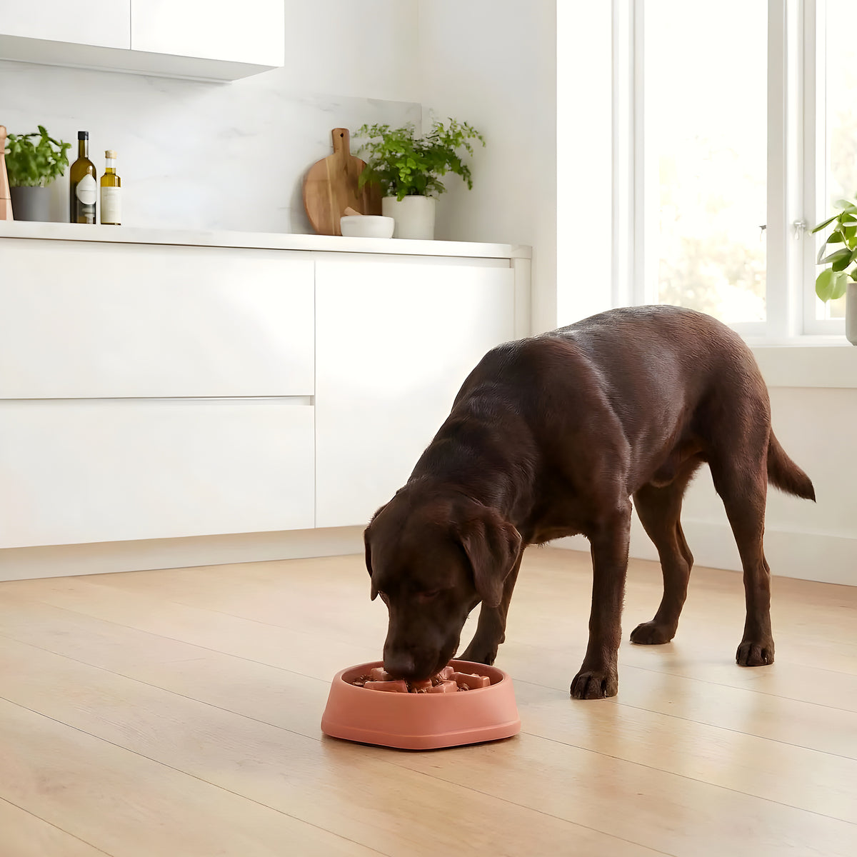 Gamelle anti-glouton antidérapante pour chien, 4 coloris