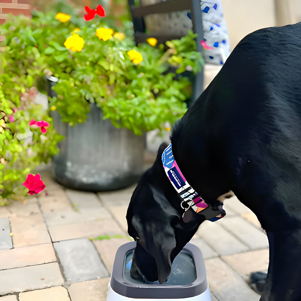 Gamelle d'eau anti-éclaboussures 1,5 L pour chien