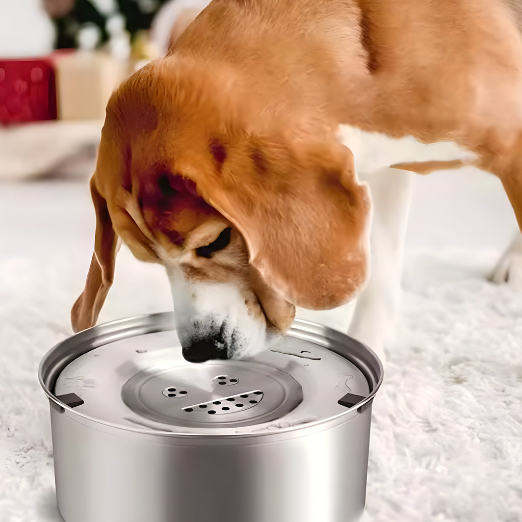 Gamelle d'eau anti-éclaboussures en inox pour chien, 1 ou 3 L