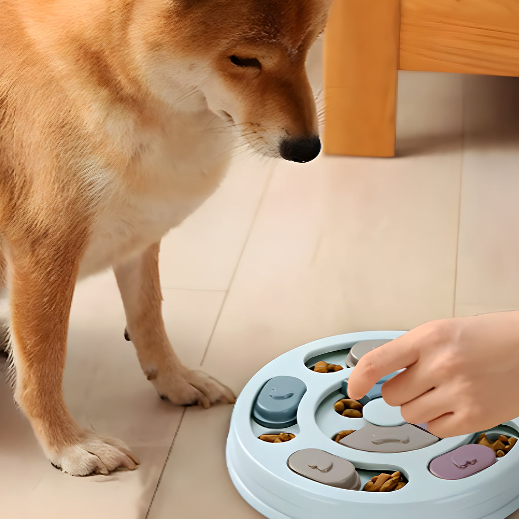 Jeu de réflexion pour chien, 3 couleurs
