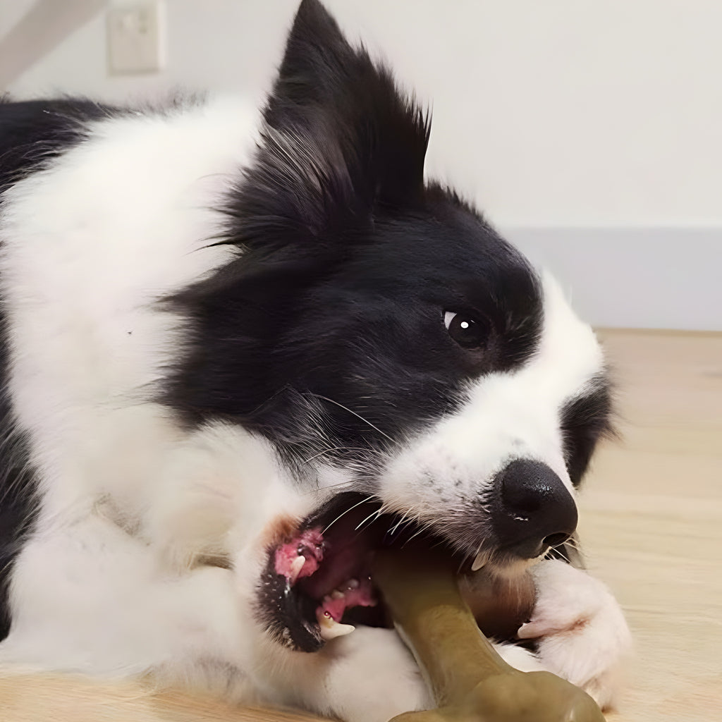 Jouet à mâcher en bois et PP pour chien destructeur, S à L