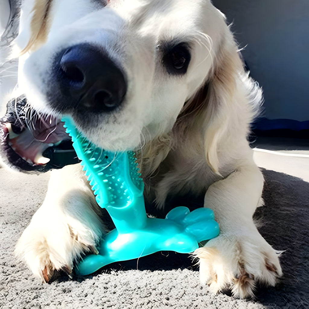 Jouet dentaire en caoutchouc naturel pour chien, M ou L