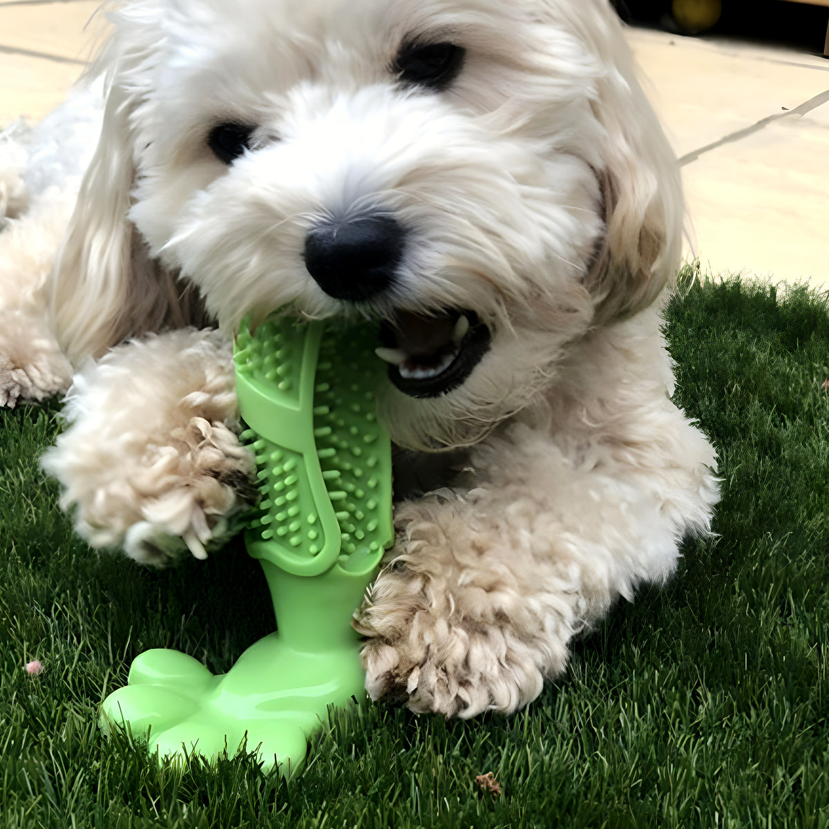 Jouet dentaire en caoutchouc naturel pour chien, M ou L