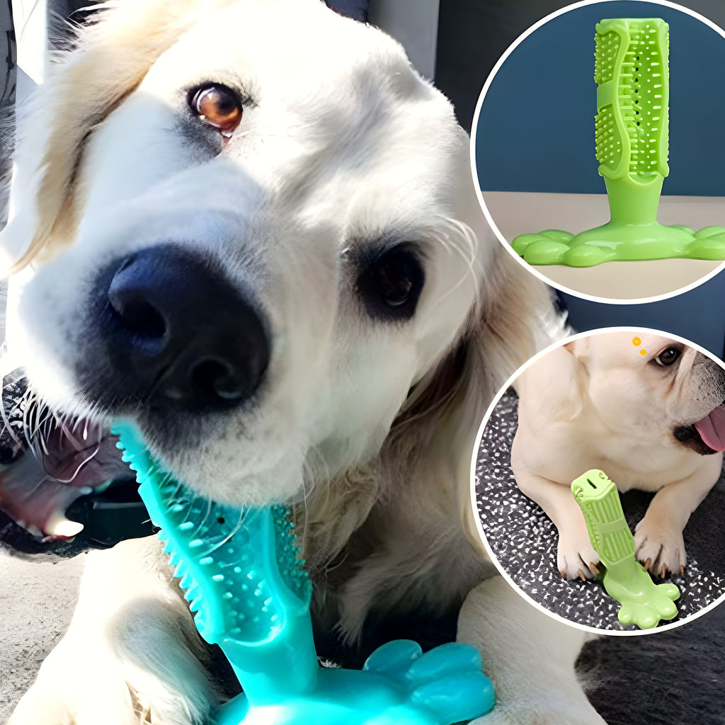 Jouet dentaire en caoutchouc naturel pour chien, M ou L