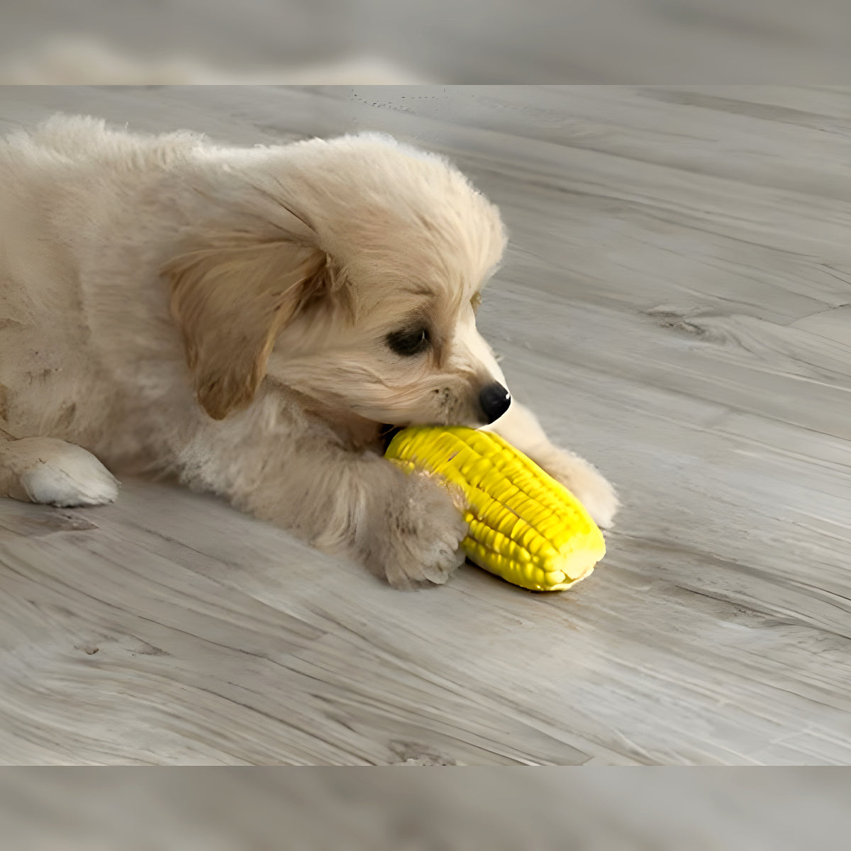 Jouet épi de maïs qui couine pour chiot
