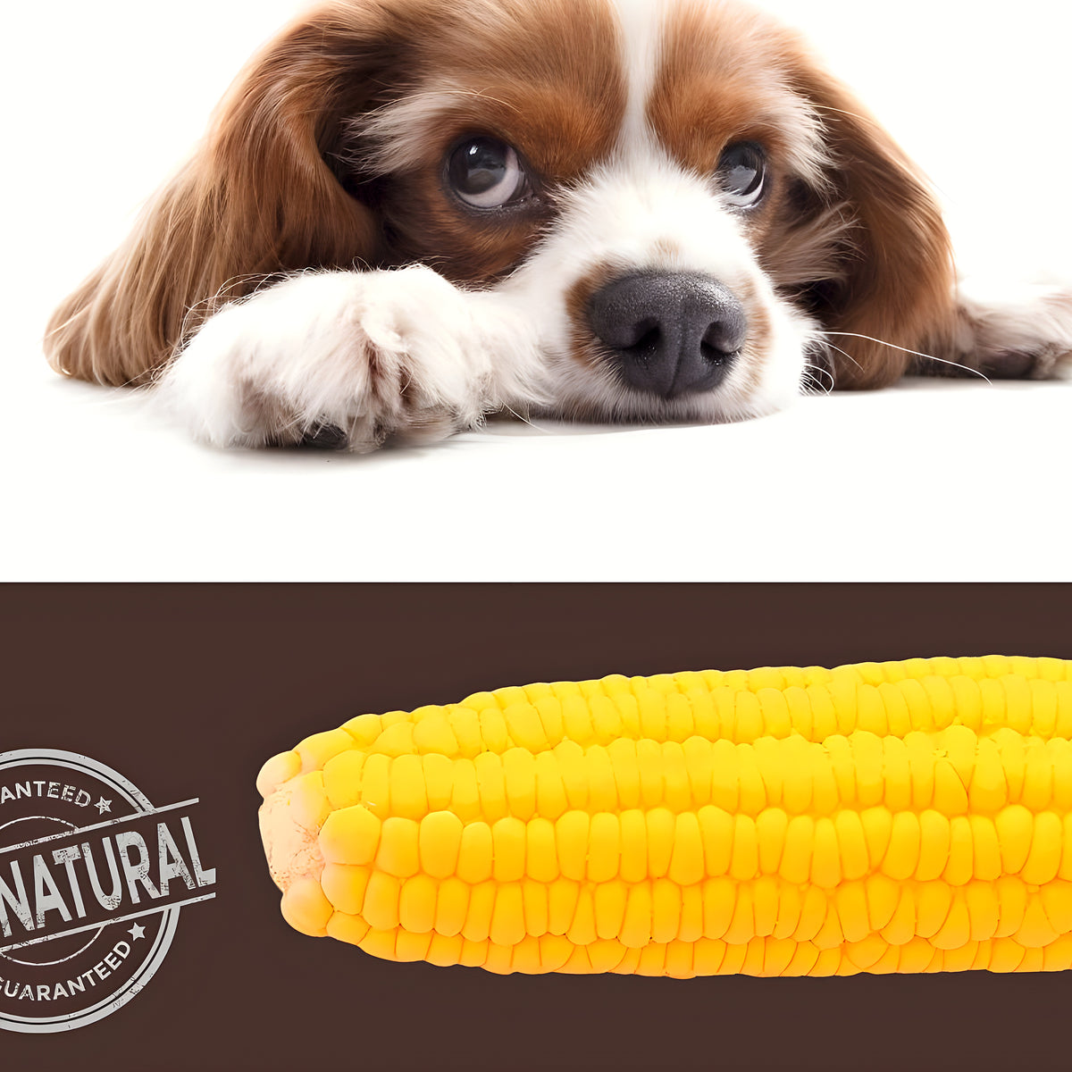 Jouet épi de maïs qui couine pour chiot