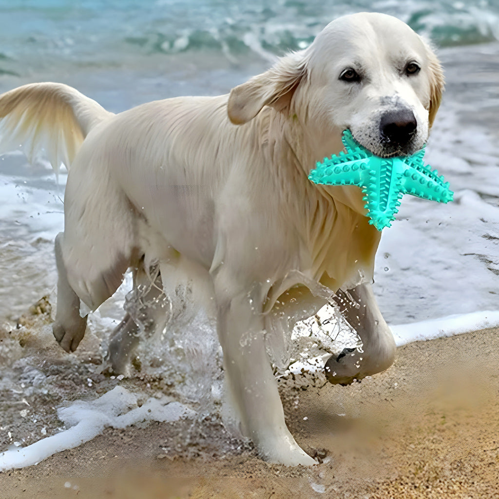 Jouet étoile en caoutchouc naturel qui couine pour chien