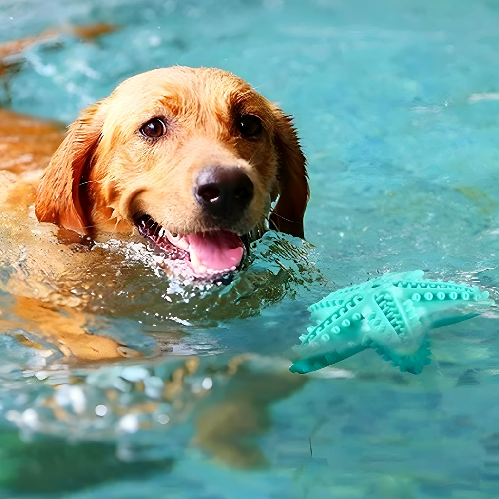 Jouet étoile en caoutchouc naturel qui couine pour chien