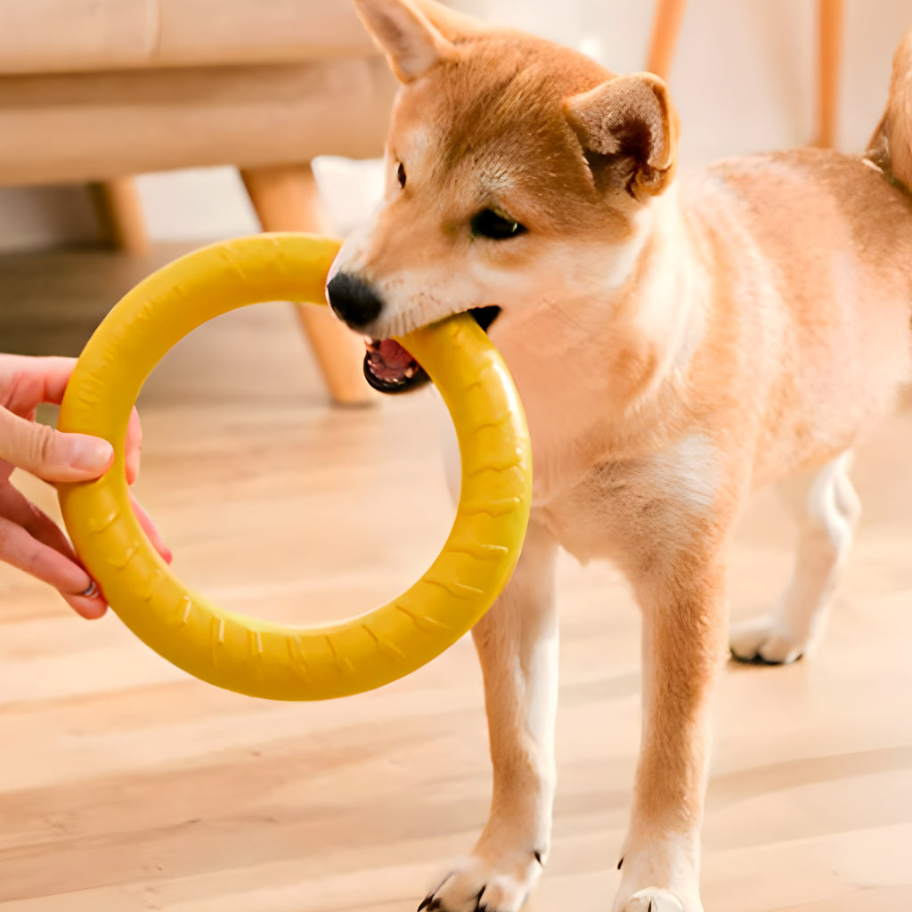 Jouet flottant en caoutchouc pour chien, 2 tailles