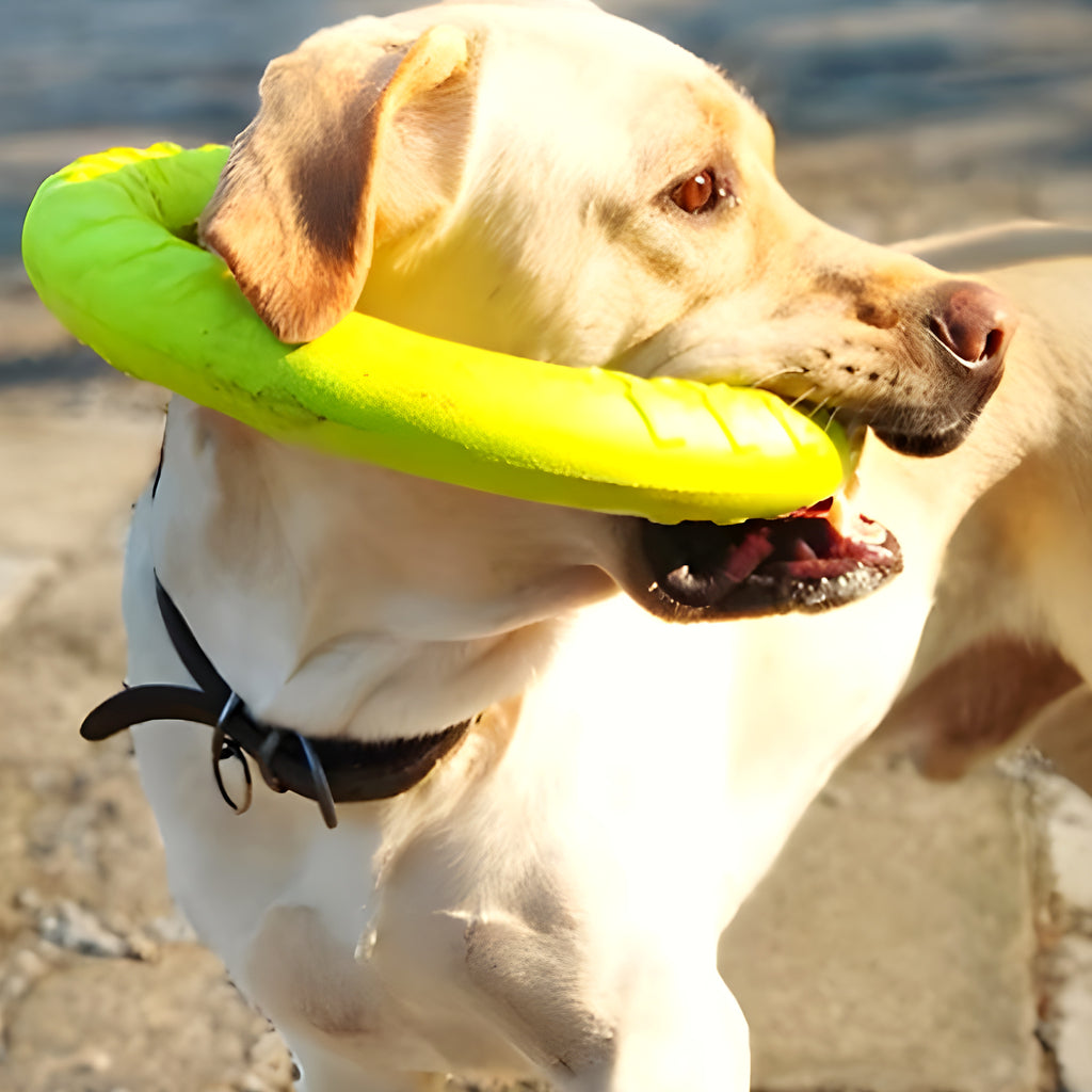 Jouet flottant en caoutchouc pour chien, 2 tailles